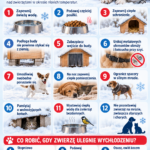 Zadbaj o zwierzęta podczas mrozów